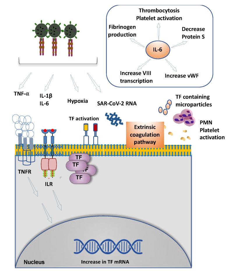 https://cdn.ncbi.nlm.nih.gov/pmc/blobs/13d4/7694011/882dea005c16/cells-09-02392-g002.jpg