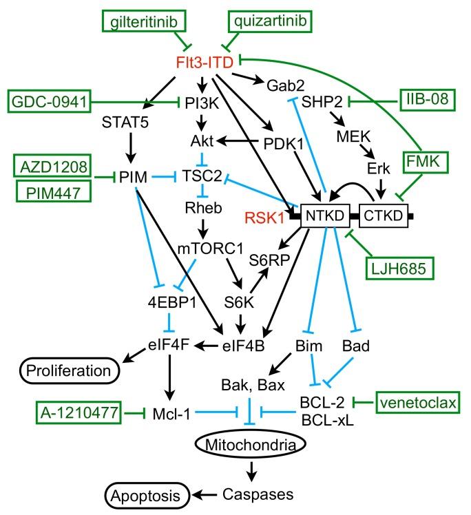 https://cdn.ncbi.nlm.nih.gov/pmc/blobs/13f8/6966435/0cce342054e6/cancers-11-01827-g007.jpg