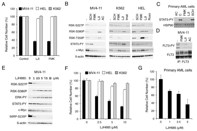 https://cdn.ncbi.nlm.nih.gov/pmc/blobs/13f8/6966435/5ca53d440055/cancers-11-01827-g001.jpg