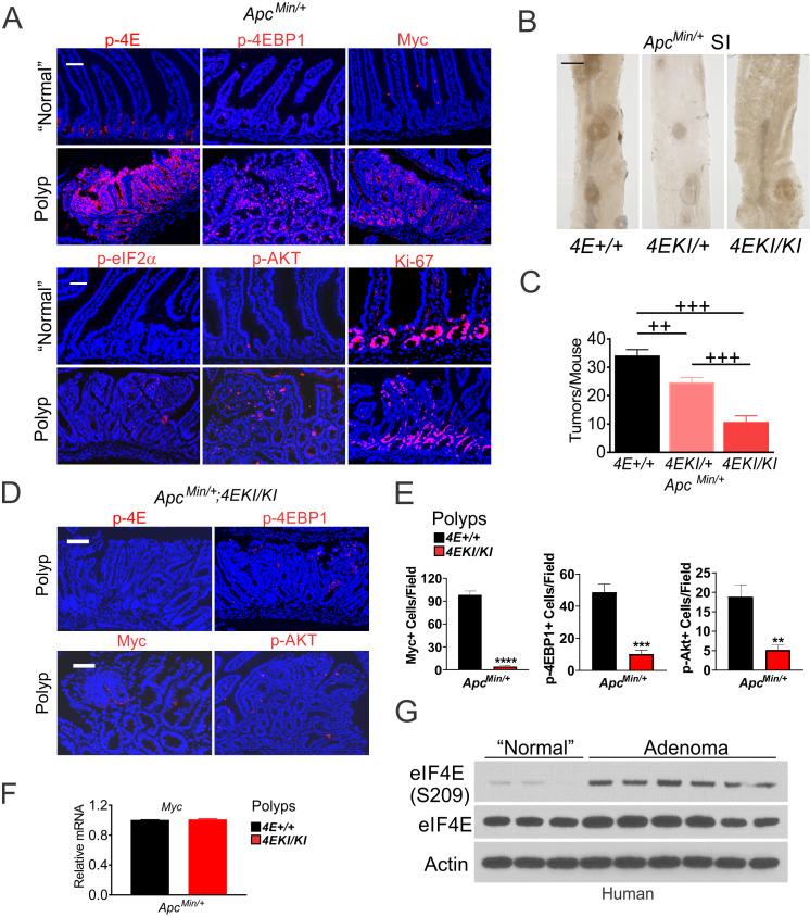 https://cdn.ncbi.nlm.nih.gov/pmc/blobs/141d/7665890/9aa1ad73894e/elife-60151-fig4.jpg