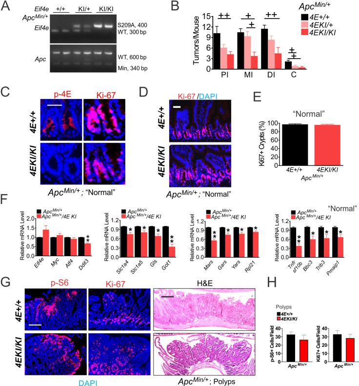 https://cdn.ncbi.nlm.nih.gov/pmc/blobs/141d/7665890/c3c1ee3c3280/elife-60151-fig4-figsupp1.jpg