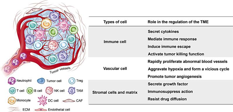 https://cdn.ncbi.nlm.nih.gov/pmc/blobs/142e/11440706/c6b36c02fa89/40164_2024_564_Fig2_HTML.jpg