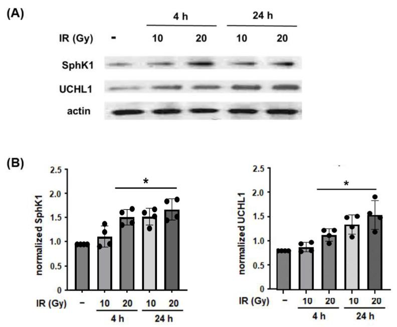 https://cdn.ncbi.nlm.nih.gov/pmc/blobs/1445/10572187/8ee9f282a684/cells-12-02405-g001.jpg