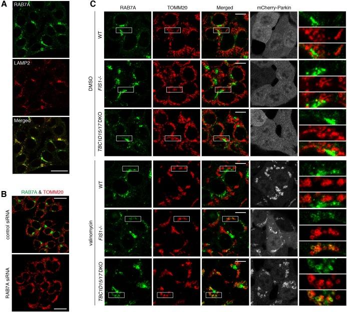 https://cdn.ncbi.nlm.nih.gov/pmc/blobs/144a/5780041/4ffdc851cddd/elife-31326-fig1-figsupp2.jpg