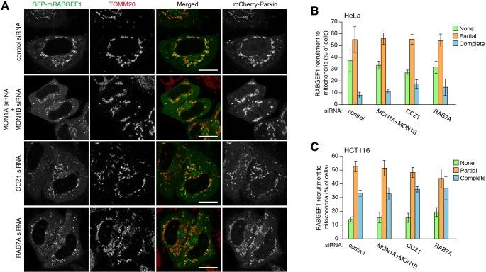 https://cdn.ncbi.nlm.nih.gov/pmc/blobs/144a/5780041/81149ea2dd5e/elife-31326-fig8-figsupp2.jpg