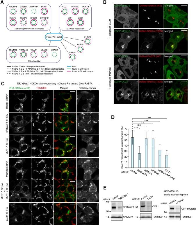 https://cdn.ncbi.nlm.nih.gov/pmc/blobs/144a/5780041/e7501b98d180/elife-31326-fig6.jpg