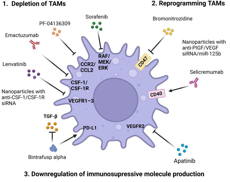 https://cdn.ncbi.nlm.nih.gov/pmc/blobs/1463/11124960/4855f3a4763a/pharmaceutics-16-00636-g004.jpg