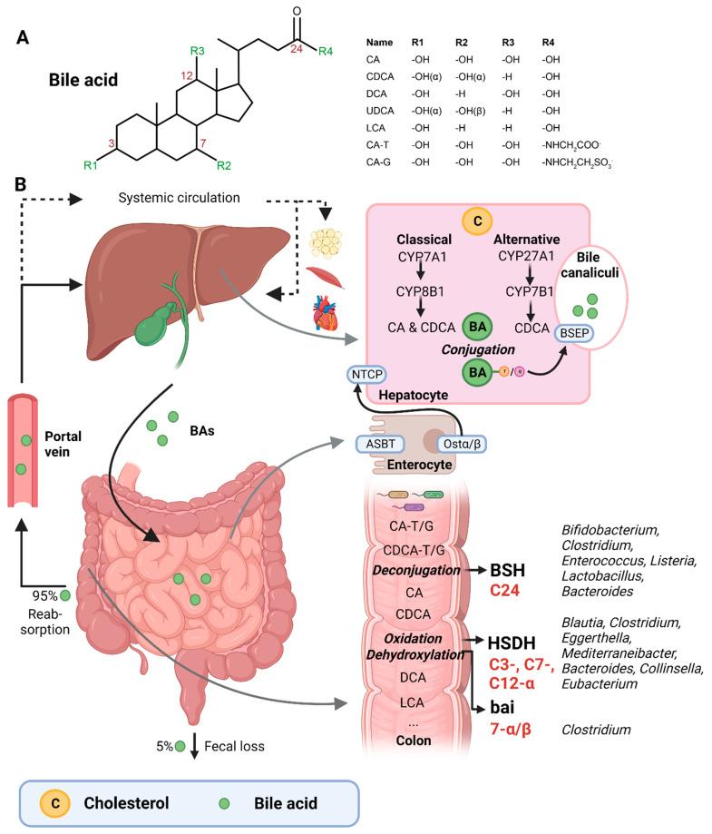 https://cdn.ncbi.nlm.nih.gov/pmc/blobs/1464/10141989/f08fcefda4f6/nutrients-15-01850-g001.jpg