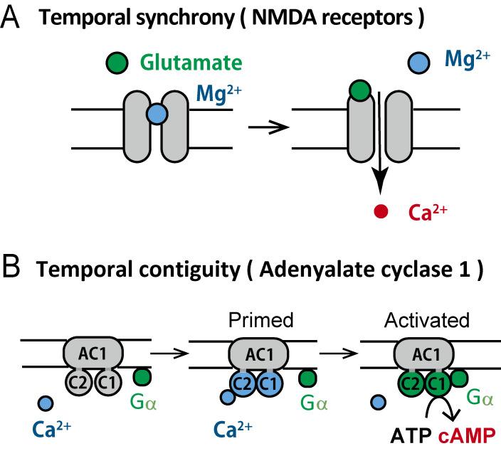 https://cdn.ncbi.nlm.nih.gov/pmc/blobs/1467/10749395/c8d95969cfd4/pjab-99-254-g007.jpg