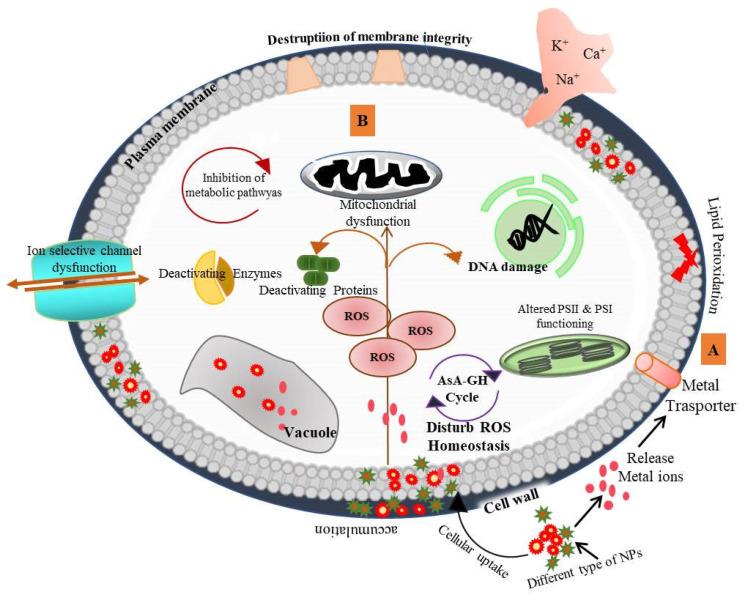 https://cdn.ncbi.nlm.nih.gov/pmc/blobs/1469/10222951/3f042e82d3d8/nanomaterials-13-01604-g003.jpg