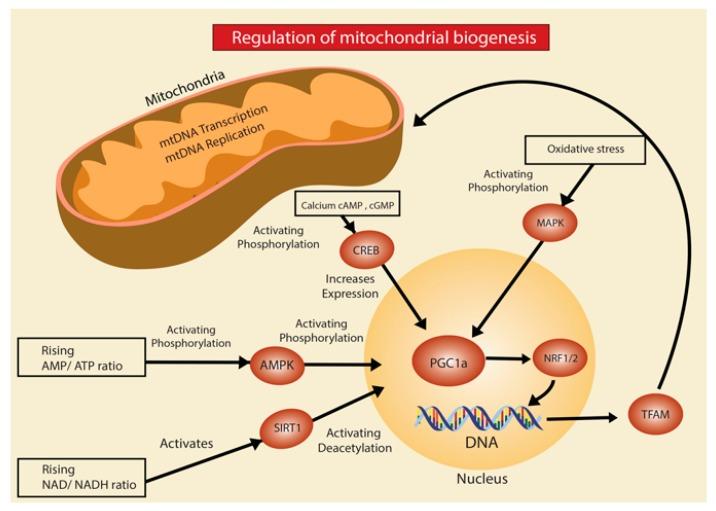 https://cdn.ncbi.nlm.nih.gov/pmc/blobs/1490/7013724/a64dd09ebcea/ijms-21-00643-g001.jpg