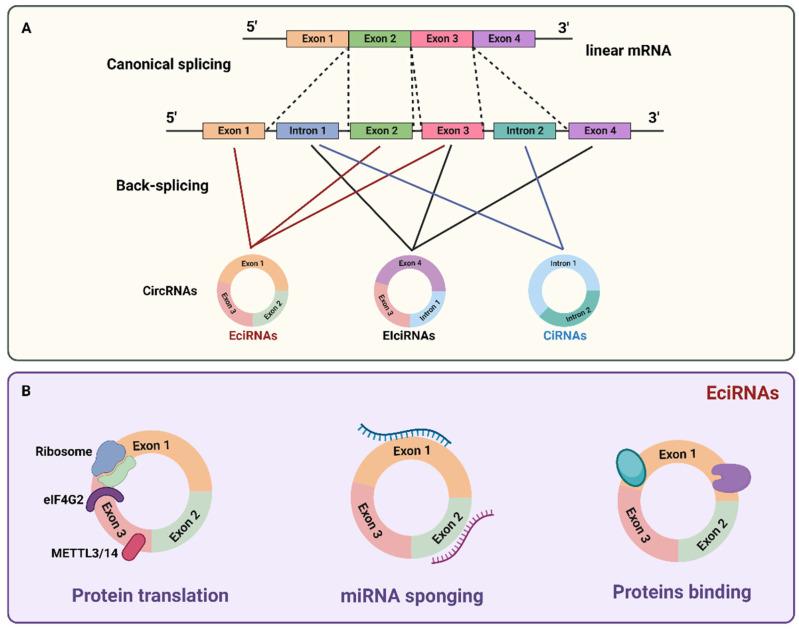 https://cdn.ncbi.nlm.nih.gov/pmc/blobs/151f/9856195/ef6a3481f7bb/biomedicines-11-00036-g002.jpg