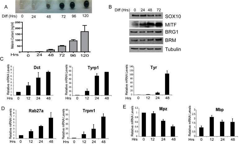 https://cdn.ncbi.nlm.nih.gov/pmc/blobs/1527/5499657/a4af85c99487/gkx259fig4.jpg
