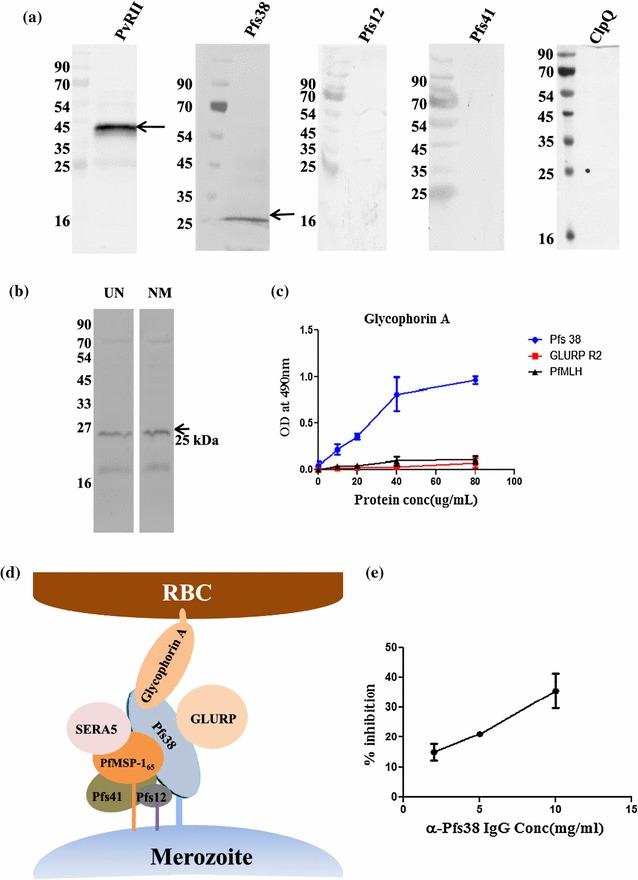 https://cdn.ncbi.nlm.nih.gov/pmc/blobs/1548/5312596/c0f75d802474/12936_2017_1716_Fig4_HTML.jpg