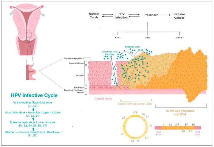 https://cdn.ncbi.nlm.nih.gov/pmc/blobs/1555/9857409/b4c6bf58d4fe/diagnostics-13-00243-g002.jpg