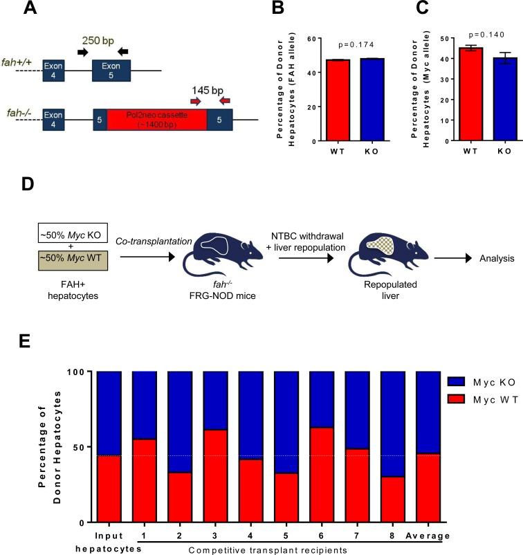 https://cdn.ncbi.nlm.nih.gov/pmc/blobs/1584/5058687/2539285a2105/oncotarget-07-30379-g005.jpg