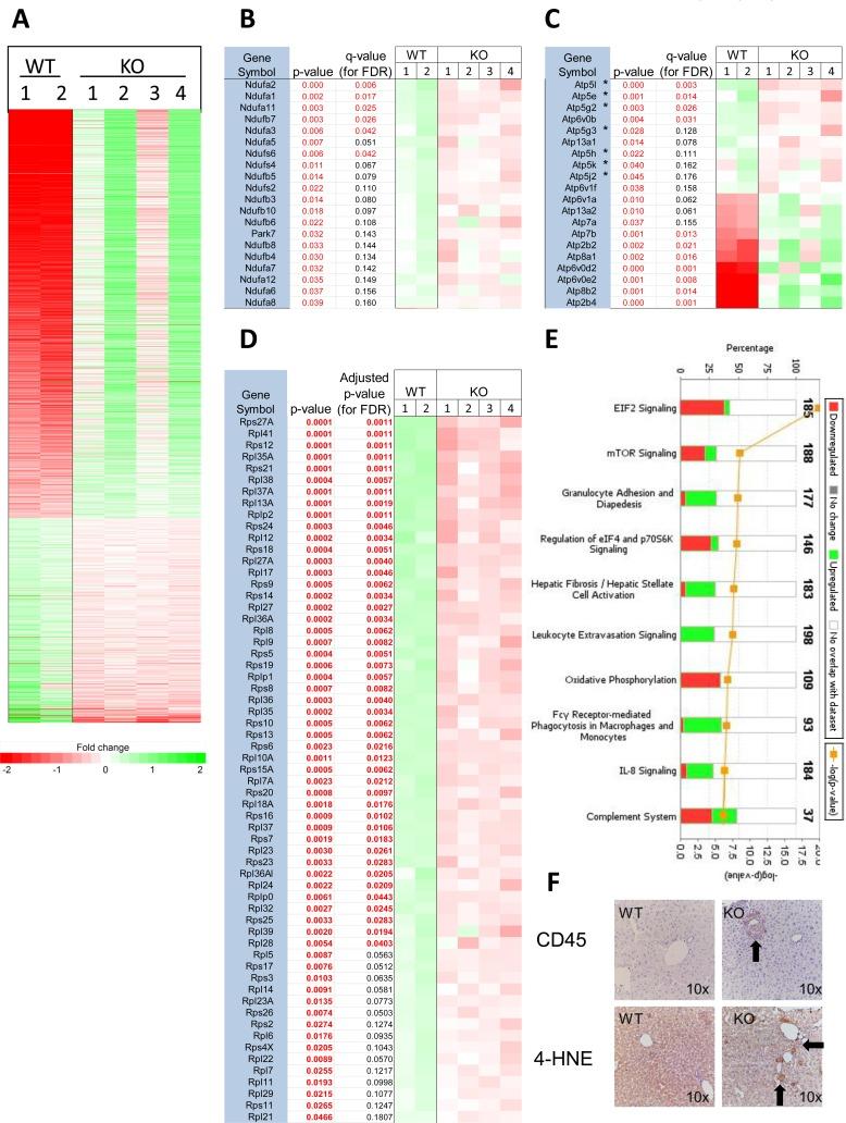 https://cdn.ncbi.nlm.nih.gov/pmc/blobs/1584/5058687/d3a4656b1084/oncotarget-07-30379-g007.jpg