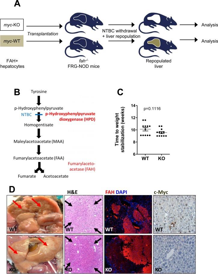https://cdn.ncbi.nlm.nih.gov/pmc/blobs/1584/5058687/ef13a3e88ed2/oncotarget-07-30379-g004.jpg