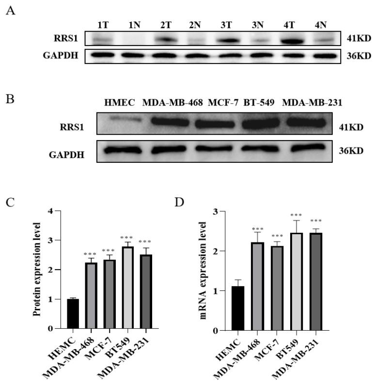 https://cdn.ncbi.nlm.nih.gov/pmc/blobs/1585/10934892/0e5674bfe11c/molecules-29-01051-g001.jpg