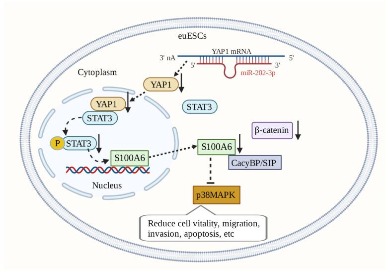 https://cdn.ncbi.nlm.nih.gov/pmc/blobs/15cb/10377078/c6dd6ed6f948/biomolecules-13-01139-g005.jpg