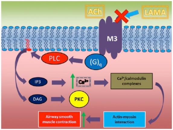 https://cdn.ncbi.nlm.nih.gov/pmc/blobs/15e3/5941662/f85bb989abcf/10.1177_1753466618760779-fig1.jpg