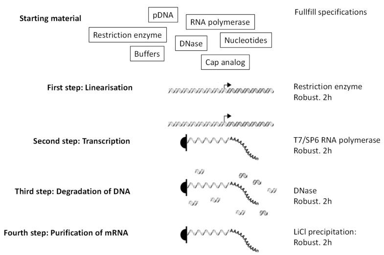 https://cdn.ncbi.nlm.nih.gov/pmc/blobs/15ea/7916233/1e6e80d594f6/viruses-13-00270-g002.jpg