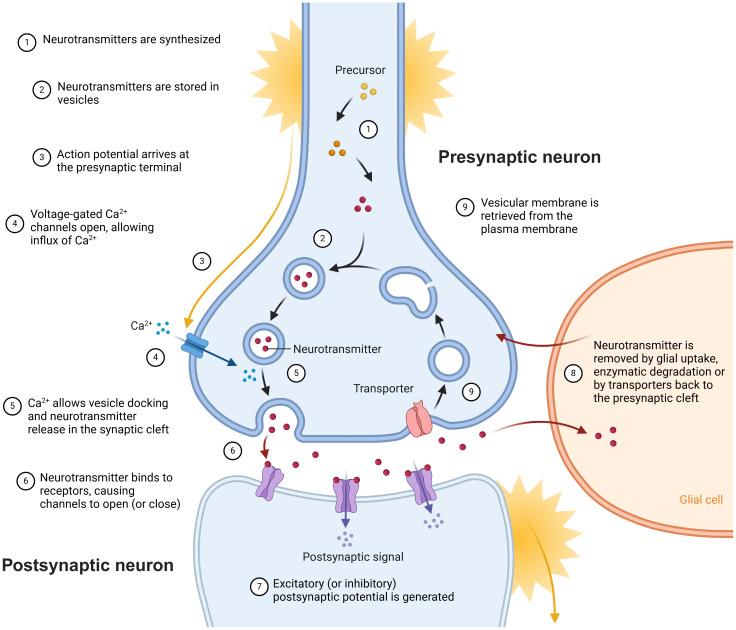 https://cdn.ncbi.nlm.nih.gov/pmc/blobs/161e/12319898/82c47e11cab6/imag_a_00530_fig1.jpg