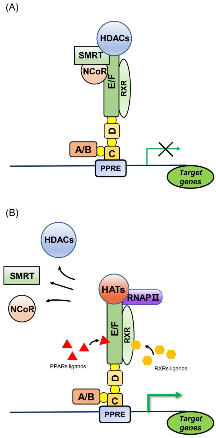 https://cdn.ncbi.nlm.nih.gov/pmc/blobs/1630/9818187/db28d8566ced/cells-12-00130-g002.jpg