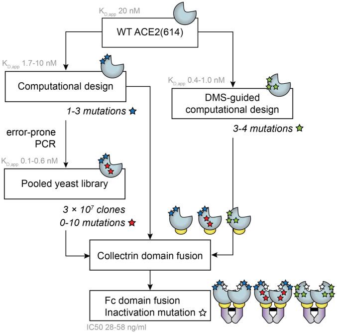 https://cdn.ncbi.nlm.nih.gov/pmc/blobs/1655/7668070/d9937cf95ccd/pnas.2016093117fig01.jpg