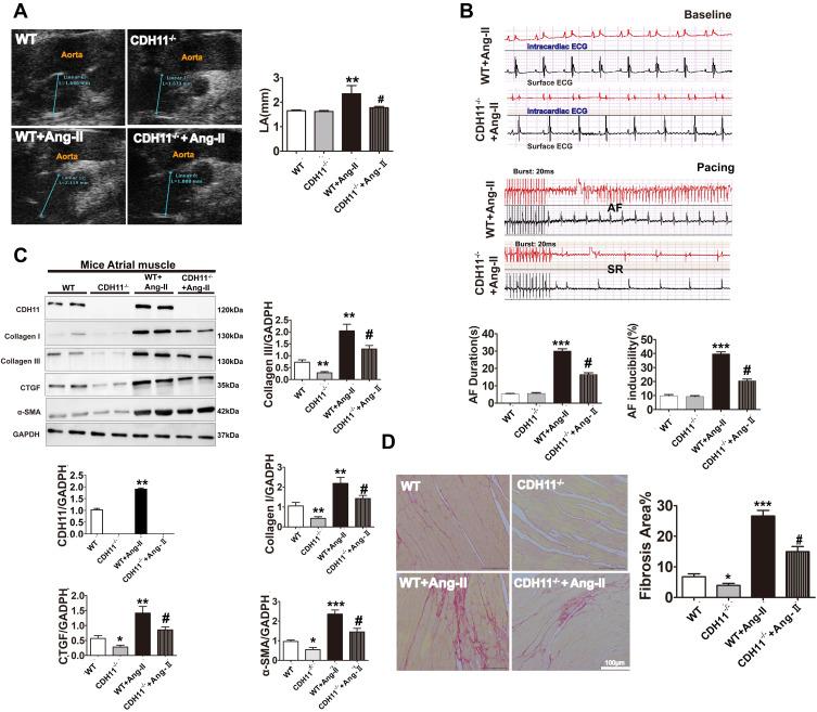 https://cdn.ncbi.nlm.nih.gov/pmc/blobs/165b/8259948/4c9ad6624474/JIR-14-2897-g0006.jpg