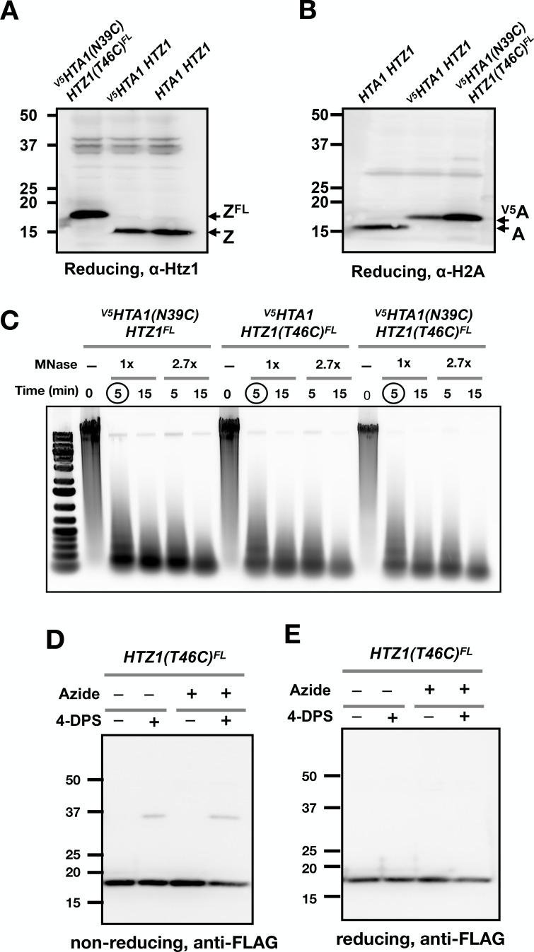 https://cdn.ncbi.nlm.nih.gov/pmc/blobs/165e/6107336/871b86f86c33/elife-36654-fig3-figsupp1.jpg