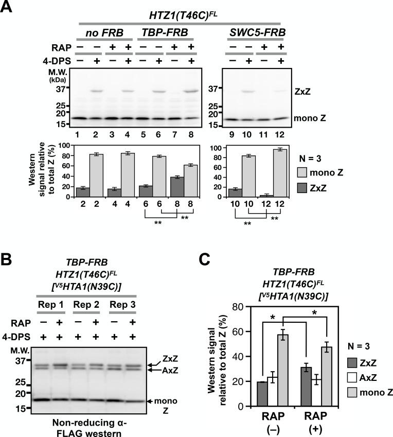 https://cdn.ncbi.nlm.nih.gov/pmc/blobs/165e/6107336/dd3643dcb337/elife-36654-fig5.jpg