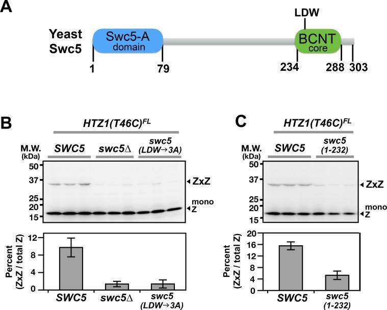 https://cdn.ncbi.nlm.nih.gov/pmc/blobs/165e/6107336/e27d6d7a43da/elife-36654-fig4.jpg