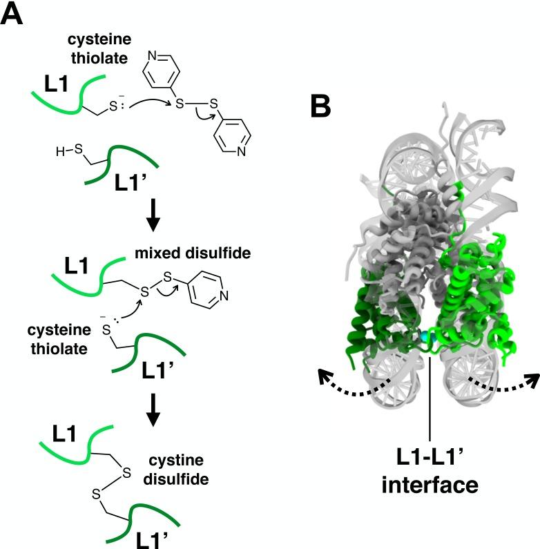 https://cdn.ncbi.nlm.nih.gov/pmc/blobs/165e/6107336/fda410848ac2/elife-36654-fig1-figsupp4.jpg