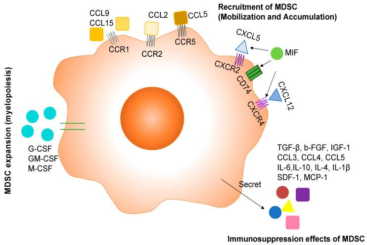 https://cdn.ncbi.nlm.nih.gov/pmc/blobs/1661/8909268/3e85529554a1/cancers-14-01236-g001.jpg