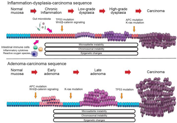 https://cdn.ncbi.nlm.nih.gov/pmc/blobs/1680/12025475/5a10cef19630/cells-14-00567-g004.jpg