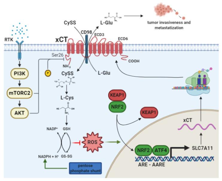 https://cdn.ncbi.nlm.nih.gov/pmc/blobs/16a2/7827209/d7f1d8bb9eca/cells-10-00108-g001.jpg