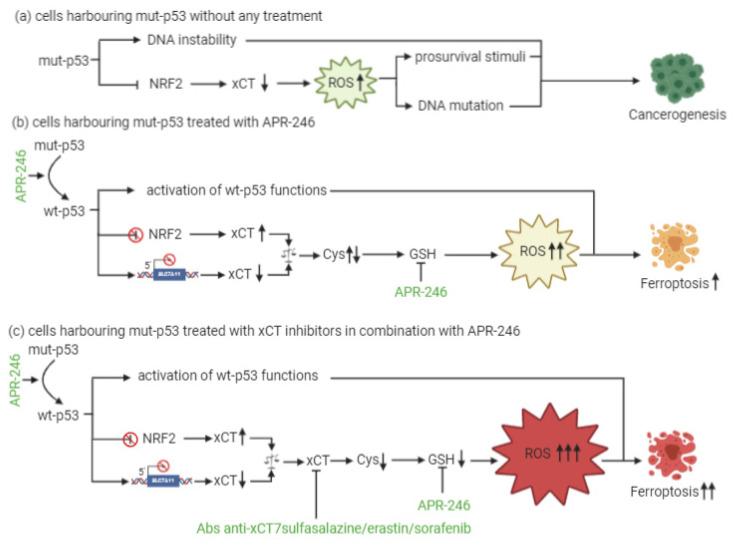 https://cdn.ncbi.nlm.nih.gov/pmc/blobs/16a2/7827209/f0cf1469a878/cells-10-00108-g003.jpg