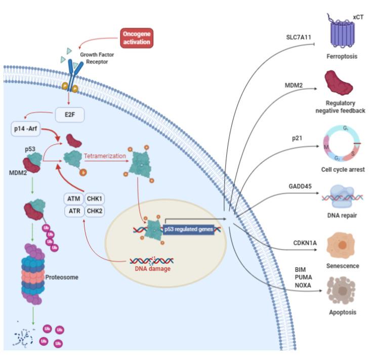 https://cdn.ncbi.nlm.nih.gov/pmc/blobs/16a2/7827209/f0fe287e3a24/cells-10-00108-g002.jpg