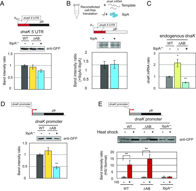 https://cdn.ncbi.nlm.nih.gov/pmc/blobs/16b1/10410725/117fb4c33480/pnas.2304841120fig02.jpg