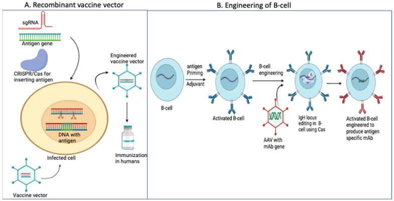 https://cdn.ncbi.nlm.nih.gov/pmc/blobs/16b7/11209408/bfadc245396d/vaccines-12-00636-g005.jpg