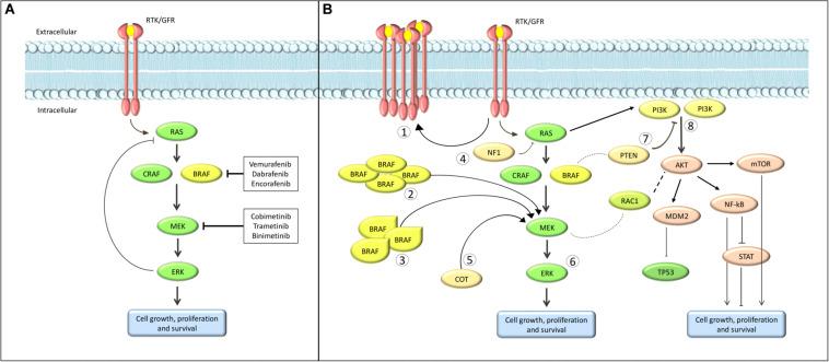 https://cdn.ncbi.nlm.nih.gov/pmc/blobs/16bf/7371970/ff249a423295/fmolb-07-00154-g001.jpg