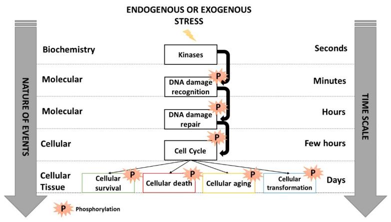 https://cdn.ncbi.nlm.nih.gov/pmc/blobs/16cb/9776478/193cfdb63e01/cancers-14-06141-g001.jpg