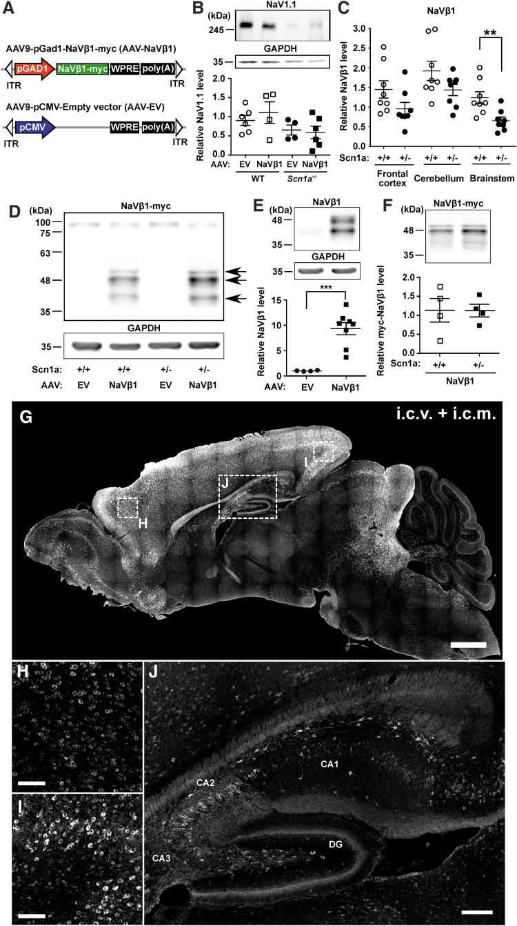 https://cdn.ncbi.nlm.nih.gov/pmc/blobs/1720/7087406/2eb57b72c569/hum.2019.225_figure1.jpg