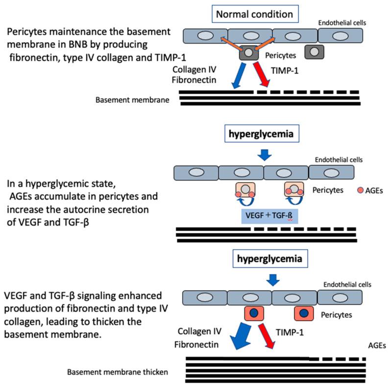 https://cdn.ncbi.nlm.nih.gov/pmc/blobs/174d/7793499/7f80af736db9/ijms-22-00062-g006.jpg