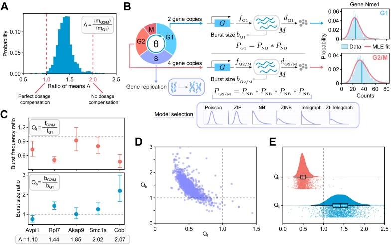 https://cdn.ncbi.nlm.nih.gov/pmc/blobs/176a/12000877/0190799cf378/gkaf295fig2.jpg