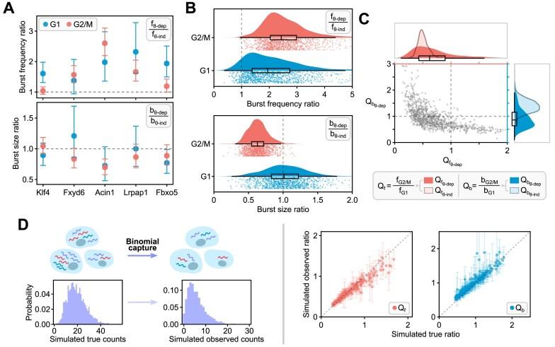 https://cdn.ncbi.nlm.nih.gov/pmc/blobs/176a/12000877/86c2d349ff54/gkaf295fig4.jpg