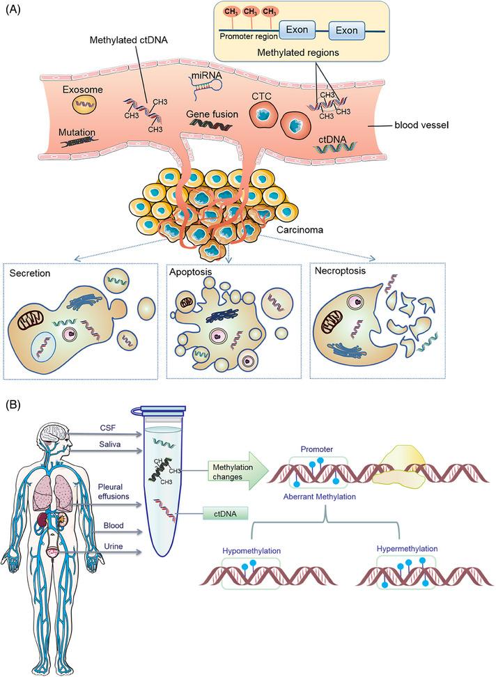 https://cdn.ncbi.nlm.nih.gov/pmc/blobs/1772/11550092/ad2fd102ec24/MCO2-5-e766-g002.jpg