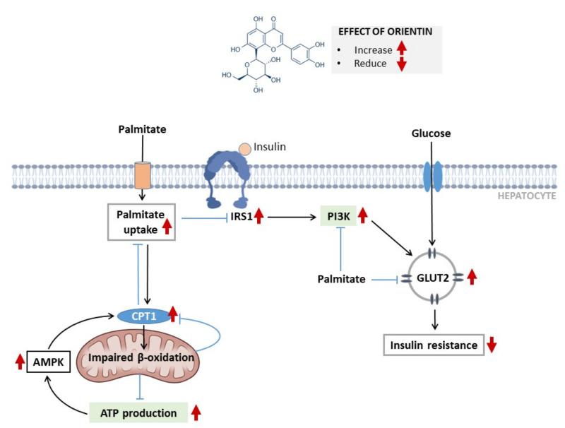 https://cdn.ncbi.nlm.nih.gov/pmc/blobs/1798/8538794/05f5e66e7c85/molecules-26-06154-g005.jpg