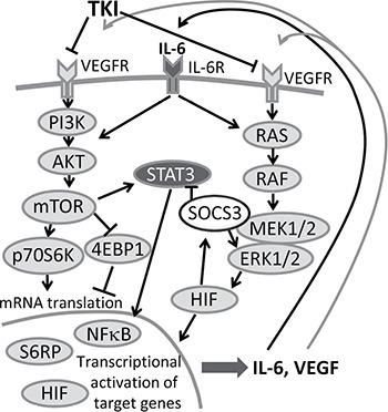 https://cdn.ncbi.nlm.nih.gov/pmc/blobs/17ab/5589655/304b55c92f19/oncotarget-08-55230-g009.jpg